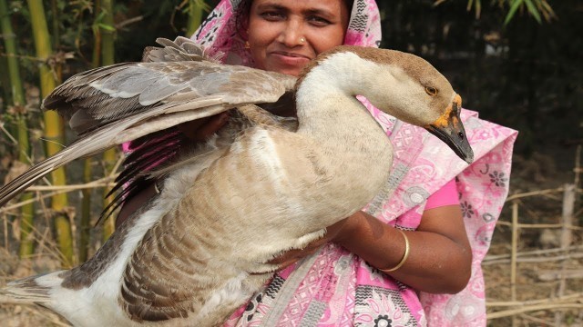 'Village Food Cooking 5 Kg Goose Delicious Spicy Goose Recipe Village Style How to cook duck curry'