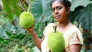 'village food breadnut mallum and seeds curry/ village kitchen special recipe  /sri lanka food'