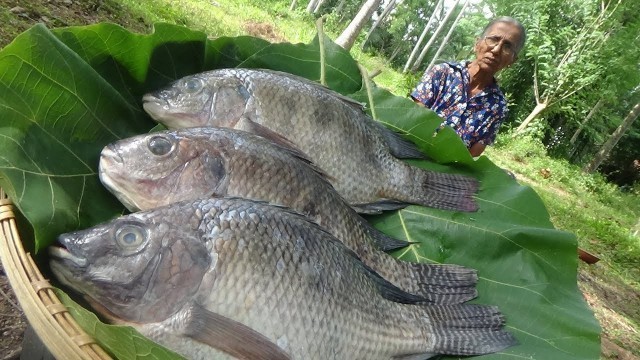 'Village Food ❤ Cooking Lake Fish Curry in my Village by Grandma'