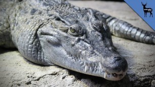 'How Alligators Can Survive Three Years Without Food'