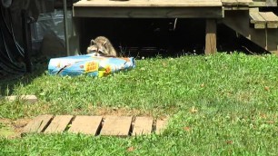 'Raccoon snatches giant bag of cat food'