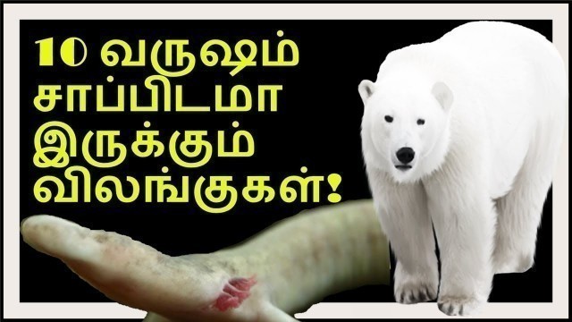 'உணவும் தண்ணீரும் இன்றி உயிர் வாழும் விலங்குகள் | Animals can live without food and water |Pakkatamil'