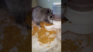 'Daily Daisy, The Baby Racoon helping herself to the cat food. Ridiculous!!!'