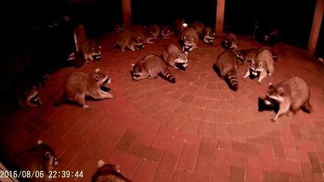 'Raccoons Eating Dog Food'