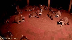 'Raccoons Eating Dog Food'