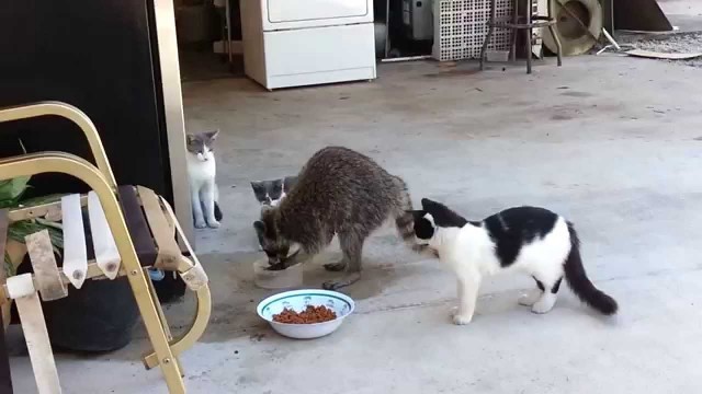 'VERY FUNNY!! Raccoon eating cats\' food!!'