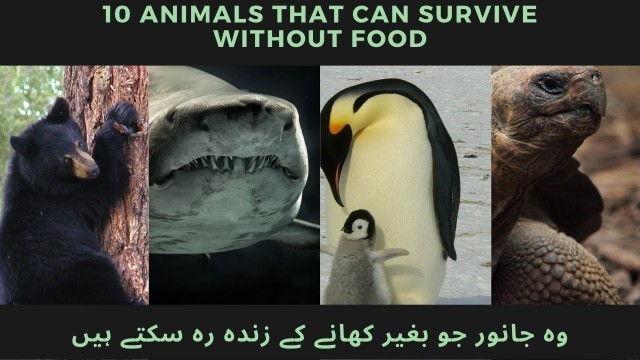 '10 Animals That Can Survive Without Food'