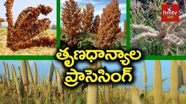 'Millets Processing Guide By Mynampati Sreenivasa Rao | Food Processing | hmtv Agri'