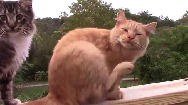 'My Cats and the  Raccoons in the yard, Murphy NC'