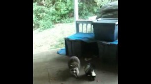 'Skunk & Raccoon eating the cat food'