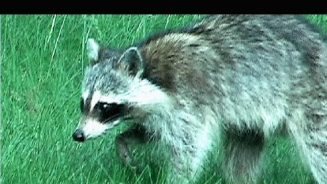 'Raccoon Looking For Food'