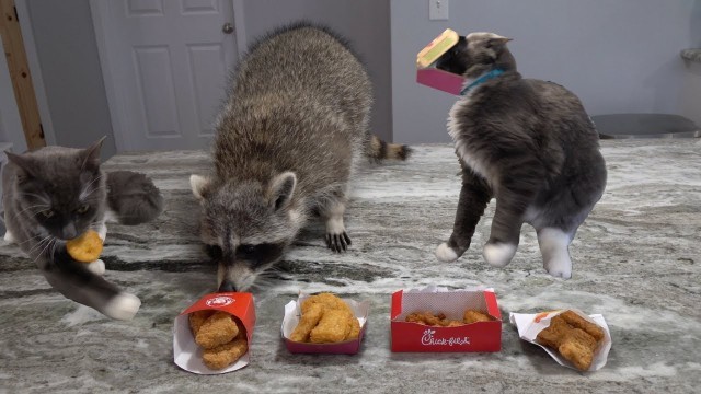 'My pet raccoon and cats try chicken nuggets for the first time!'