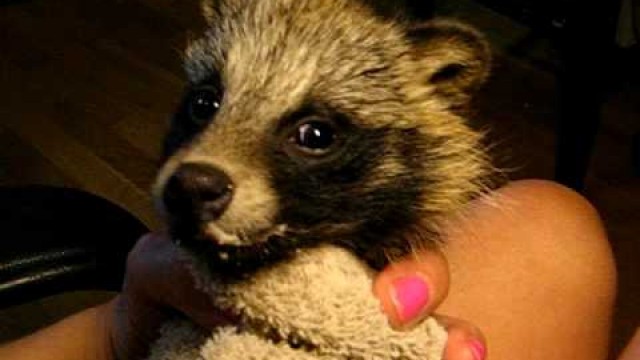 'Supikoiran pentu kissanruualla. Baby raccoon dog eating catfood.'