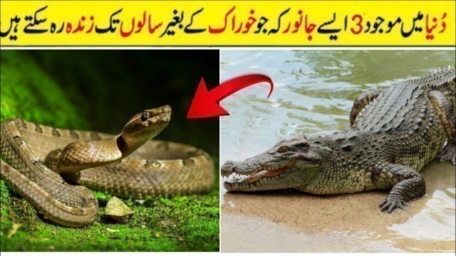 'Top 3 Unique Animal That Can Live Without Food for Months In Urdu/Hindi By Urdu Info'