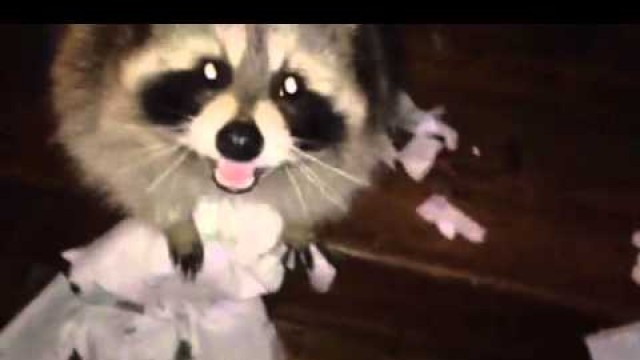 'Raccoon Goes Nuts for Paper Towels After Sneaking Into Our House'