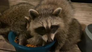 'Friendly raccoon family'