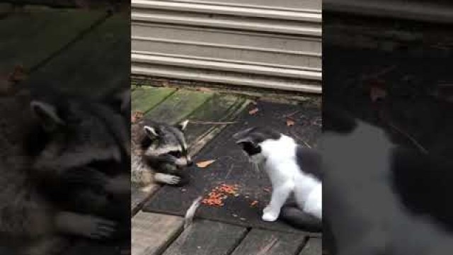 'Cat Swats Hands of Raccoon Trying to Steal Food From Under Deck While They Eat - 1210322'