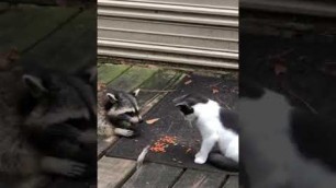 'Cat Swats Hands of Raccoon Trying to Steal Food From Under Deck While They Eat - 1210322'