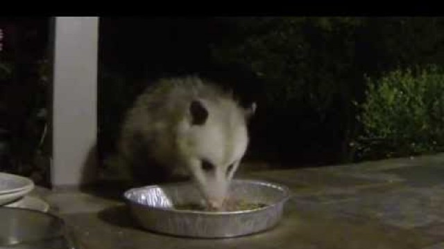 'Possum and Raccoon - Our Night-Time Friends'