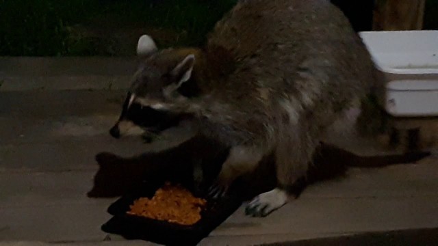 'Raccoon visits to eat cat food'