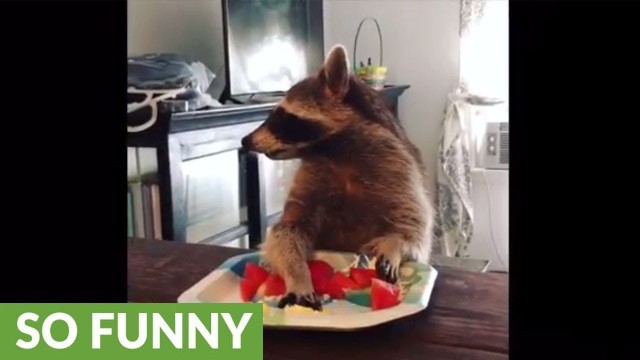 'Compilation of pet raccoon\'s snack time'