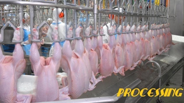 'Amazing Chicken Processing Plant| Modern Food Processing Technology'