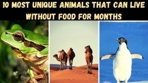 '10 Animals That Can Live Without Food | 10 جانور جو کھانے کے بغیر زندہ رہ سکتے ہیں | Cocktail TV'