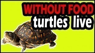 'How Long Can a Pet Turtle Live Without Food?'