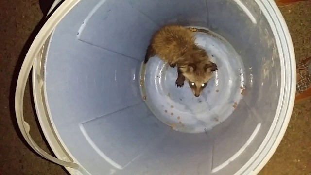 'Tanuki - Rescued raccoon dog puppy in a barrel eating cat food・猫のえさ食べているタヌキ'