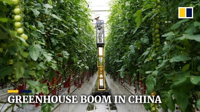 'High-tech greenhouse boom in China after food shortages during Covid-19 lockdowns'