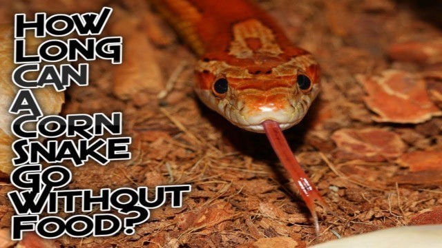 'How Long Can A Corn Snake Go Without Food?'