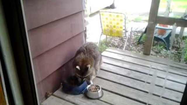 'GIANT RACCOON teddy stealing cat food daytime'