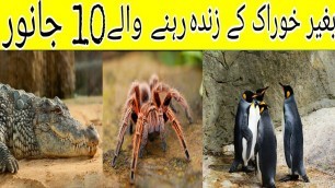 '10 Most Unique Animals That Can Live Without Food for Months|Bager khorak k zinda rhany wala janwar|'