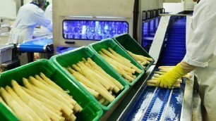 'Crazy Food Processing Machine You Have Never Seen /  Vegetables Peeling Machine'