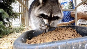 'Time to Eat - Freebird Raccoon'