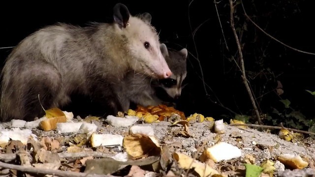 'Wild Raccoon and Possum eating food together / Mississippi Wildlife'