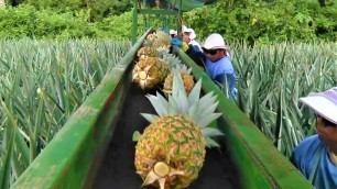 'Amazing Modern Food Processing Technology - The Fruity Ride'