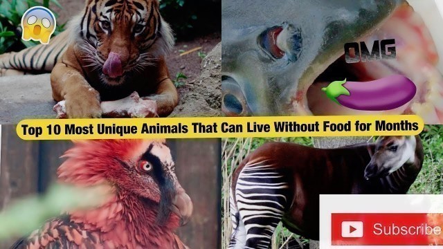 'Top 10 Most Unique Animals That Can Live Without Food for Months'