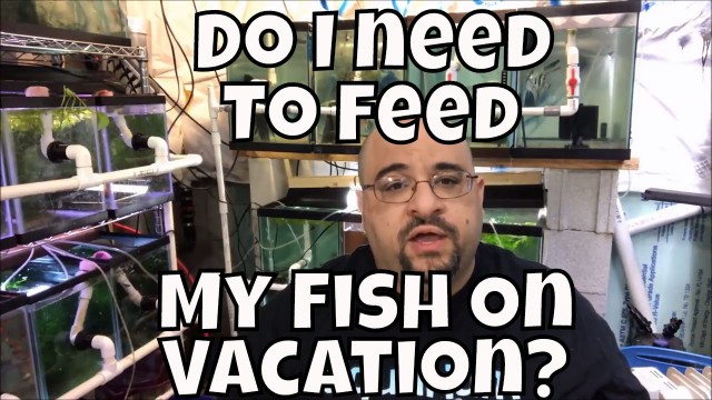 'How long can my fish go without eating Fish Room VLOG Do fish need to be fed when i am on vacation'