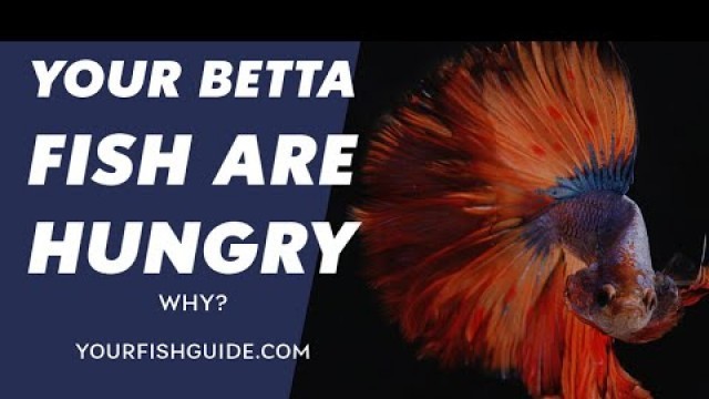 'How Long Can A Betta Fish Go Without Eating ~ You MUST Watch Before Your Feed Your Betta'