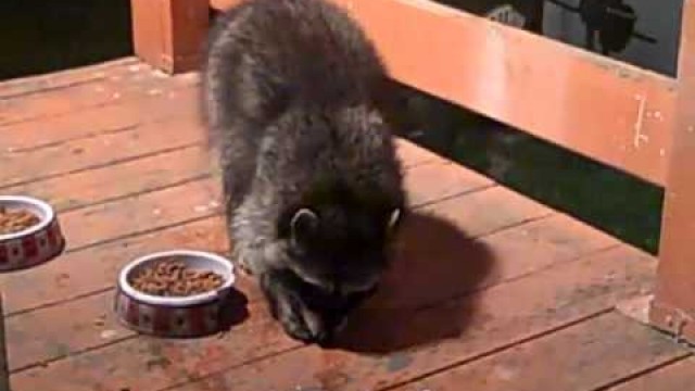 'Raccoon eating cats food and washing his hands'