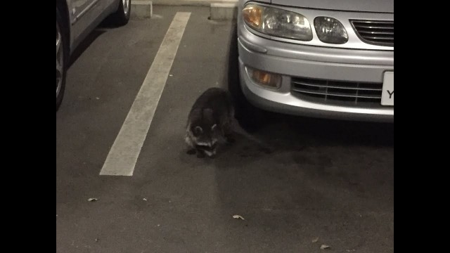 'Reaction Raccoons eat cat food in Japan!! Funny raccoon video'