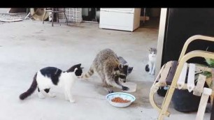 'Funny Raccoon steals cats food'