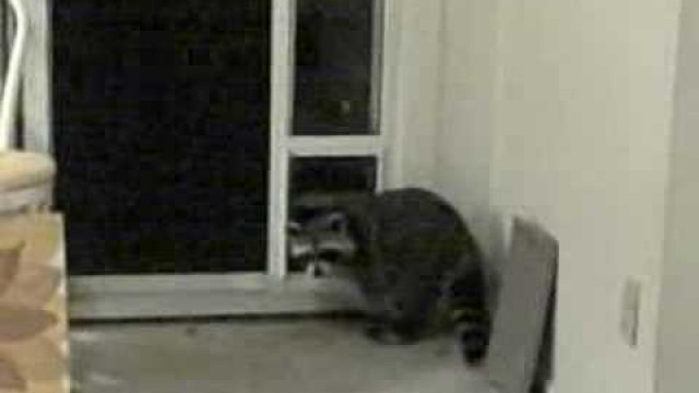 'Raccoon Through The Cat Door'