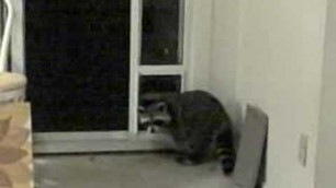 'Raccoon Through The Cat Door'