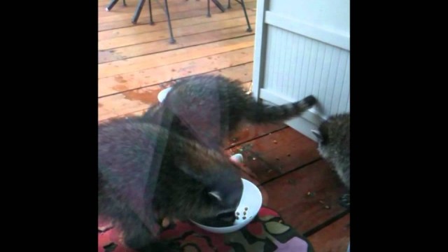 'Raccoon Mischief: Bad Kits Eat Sally\'s Cat Food'