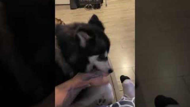 'Playing Kung Fu With My Cute Siberian Husky Doggo ❤ || Siberian Husky || DOGGY KINGDOM ||'