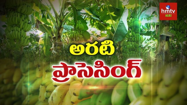 'Banana Processing Guide By Mynampati Sreenivasa Rao | Food Processing | hmtv Agri'