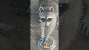 'racoon eating the cats food'