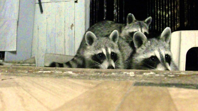 'Baby Raccoon Cat Food Party. (4 Raccoons, 1 Cup)'